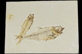 Fossil Fish (Diplomystus) With Knightia - Wyoming #177328-1